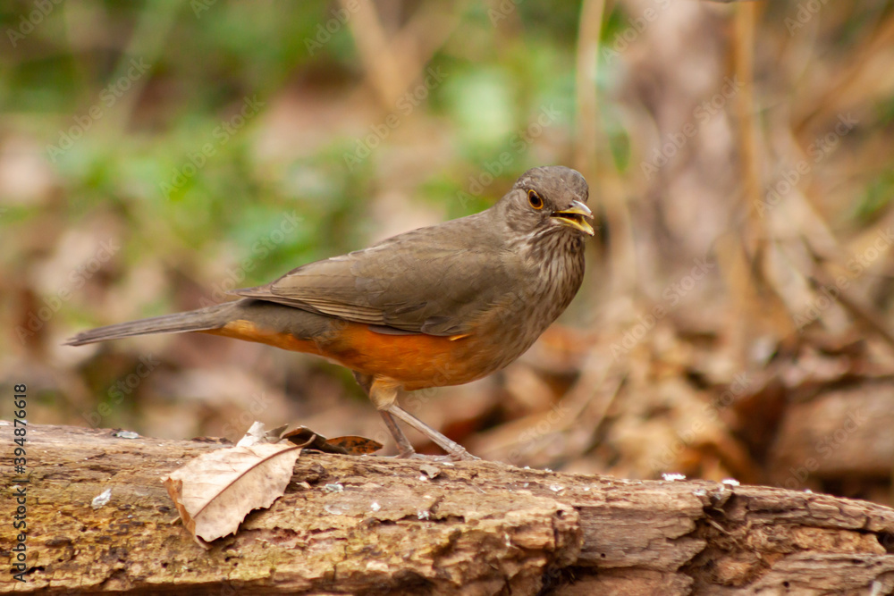 Red Thrush or Rufous-bellied Trush - Turdus rufiventris - on a branch looking for food. Buenos Aires, Argentina. Red Thrush or Rufous-bellied Trush - Turdus rufiventris - on a branch looking for food. Buenos Aires, Argentina.