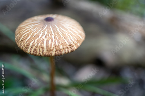 Foto macro de um cogumelo no meio da floresta