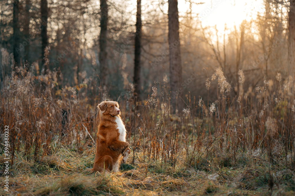 dog in the autumn forest. Nova Scotia Duck Tolling Retriever for a walk on nature at fall in the yellow grass