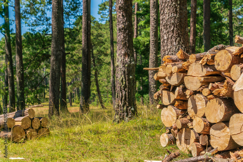 Wood prepared by lumberjack in the forest