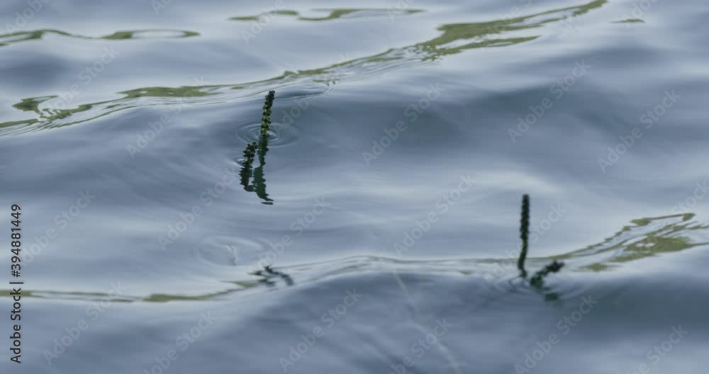 Close shot of aquatic plants in a pond. Reflection of the water, liquid reflection Close shot of aquatic plants in a pond. Reflection of the water, liquid reflection