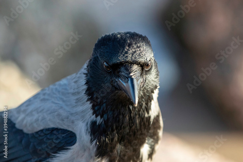 Crow portrait