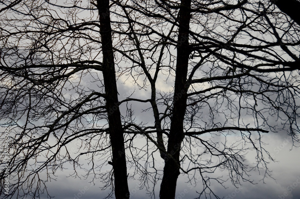 tree silhouette in front of dark sky tree silhouette in front of dark sky