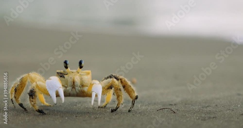 Close shot of a yellow crab on the beach
of Malendure in Guadeloupe Island, Fauna and Flora on the beach. photo