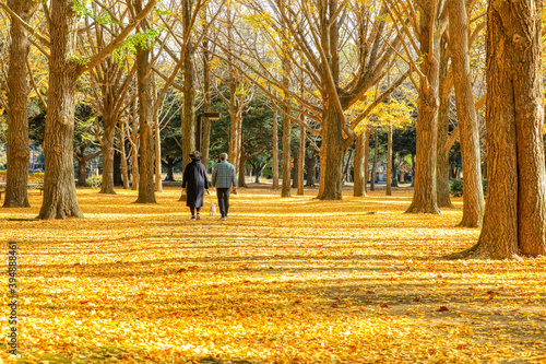 秋の公園を散歩する老夫婦　Elderly couple taking a walk in the autumn park