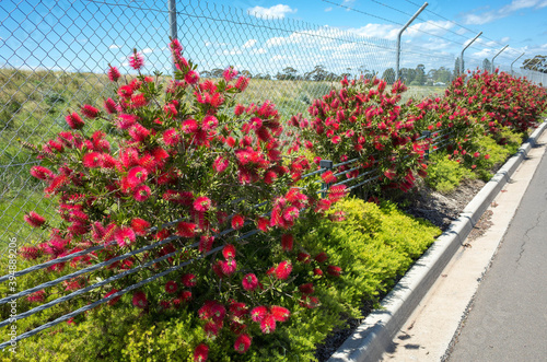 Some blooming Bottlebrushes Callistemon plants along the mesh wire fence by the roadside. It's a popular Australian native plant with brush-like flowers. photo