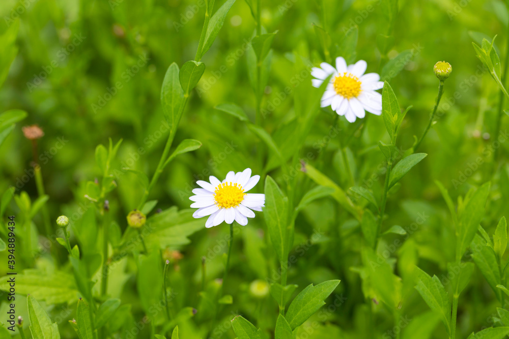 White daisies on bright summer day. White daisies on bright summer day.
