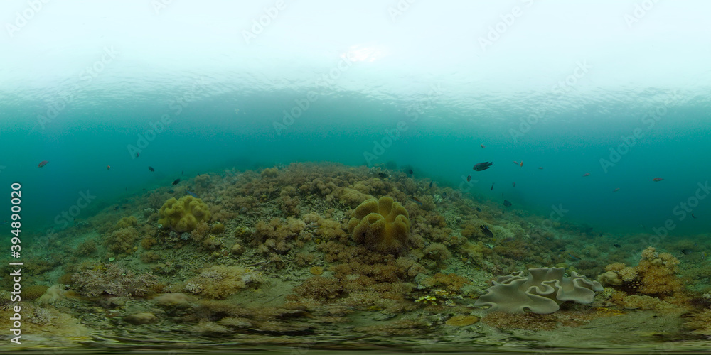 Scene reef. Marine life sea world. Underwater fish reef marine. Philippines. Virtual Reality 360.