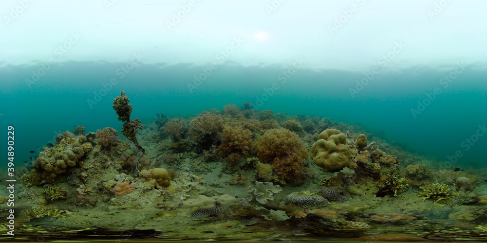 Tropical fishes and coral reef at diving. Underwater world with corals and tropical fishes. Philippines. Virtual Reality 360. Tropical fishes and coral reef at diving. Underwater world with corals and tropical fishes. Philippines. Virtual Reality 360.