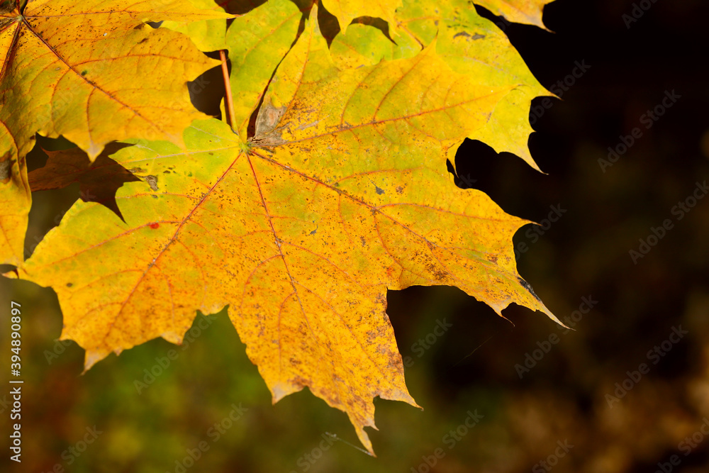 Yellow maple leaves close up. Wildlife background. Horizontal, cropped image, free space. Yellow maple leaves close up. Wildlife background. Horizontal, cropped image, free space.