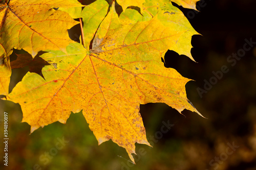 Yellow maple leaves close up. Wildlife background. Horizontal, cropped image, free space.