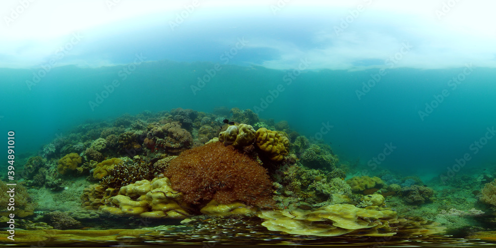 Coral reef underwater with tropical fish. Hard and soft corals, underwater landscape. Tropical underwater sea fish. Philippines. Virtual Reality 360.