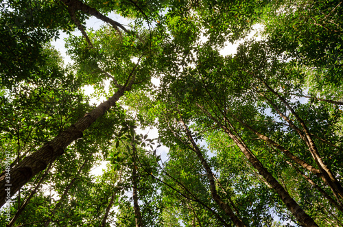 green nature landscape of mangrove forest