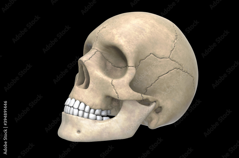 Obraz premium 3d illustration Human Skull 