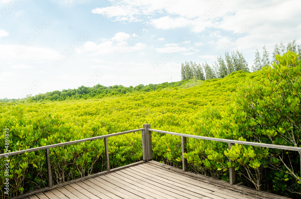 Fototapeta premium beautiful golden mangrove or ceriops decandra forest in Thailand