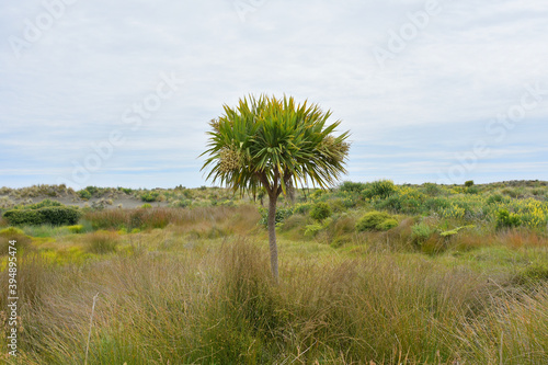 View of cabbage tree (Cordyline australis) at Whatipu Scenic Reserve tussockland photo