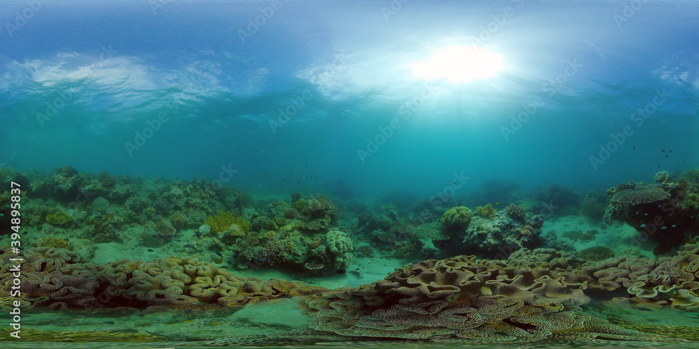 Fototapeta premium Coral reef and tropical fishes. Coral Reef and Fishes Underwater. The underwater world of the Philippines. 360 panorama VR