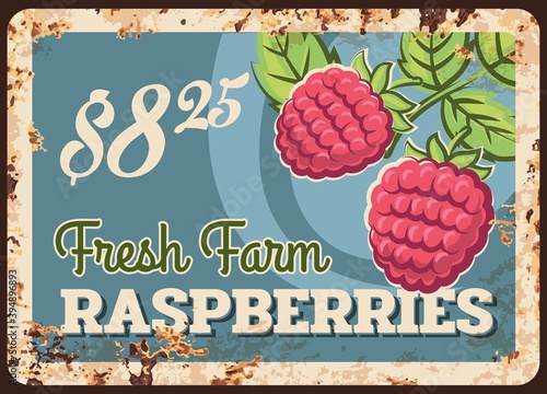 Fresh raspberry rusty metal plate, vector vintage rust tin sign with ripe garden or farm berry with leaves. Sweet raspberry promotion card or price tag for market store, ferruginous retro poster