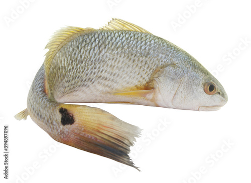 Fototapeta Naklejka Na Ścianę i Meble -  Red drum fish or redfish isolated on white background, Sciaenops ocellatus