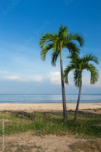 palm trees on the beach © Anuwat