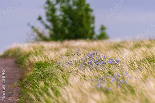 Flax plant on field in wild nature