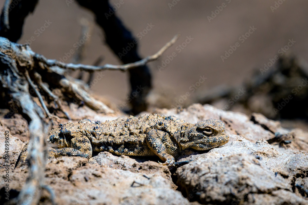 Fototapeta premium Phrynocephalus helioscopus agama close portrait in nature