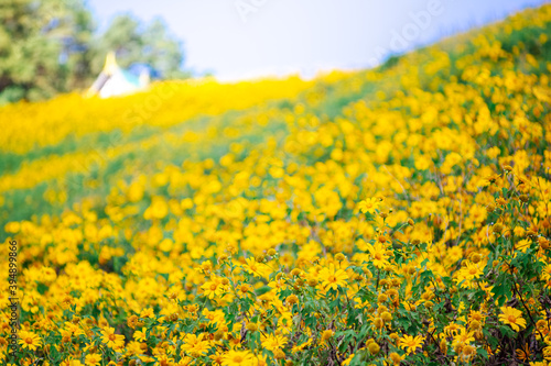 Beautiful Mexican Sunflower Yellow with Blue Sky at Mae hong son Thailand  © NARANAT STUDIO