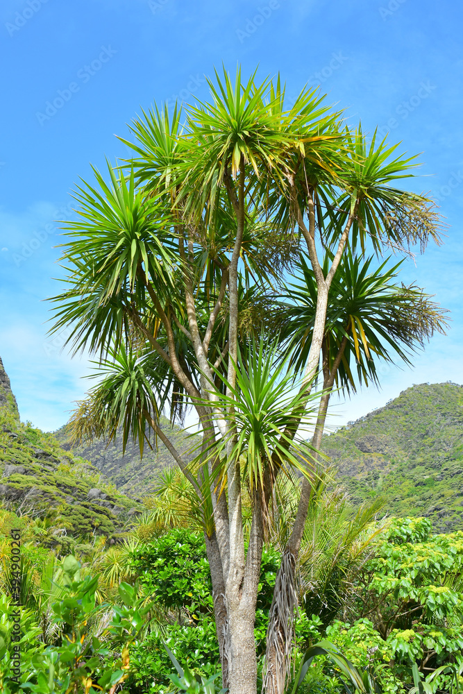 Vertical view of cabbage tree (Cordyline australis) with green hills in background