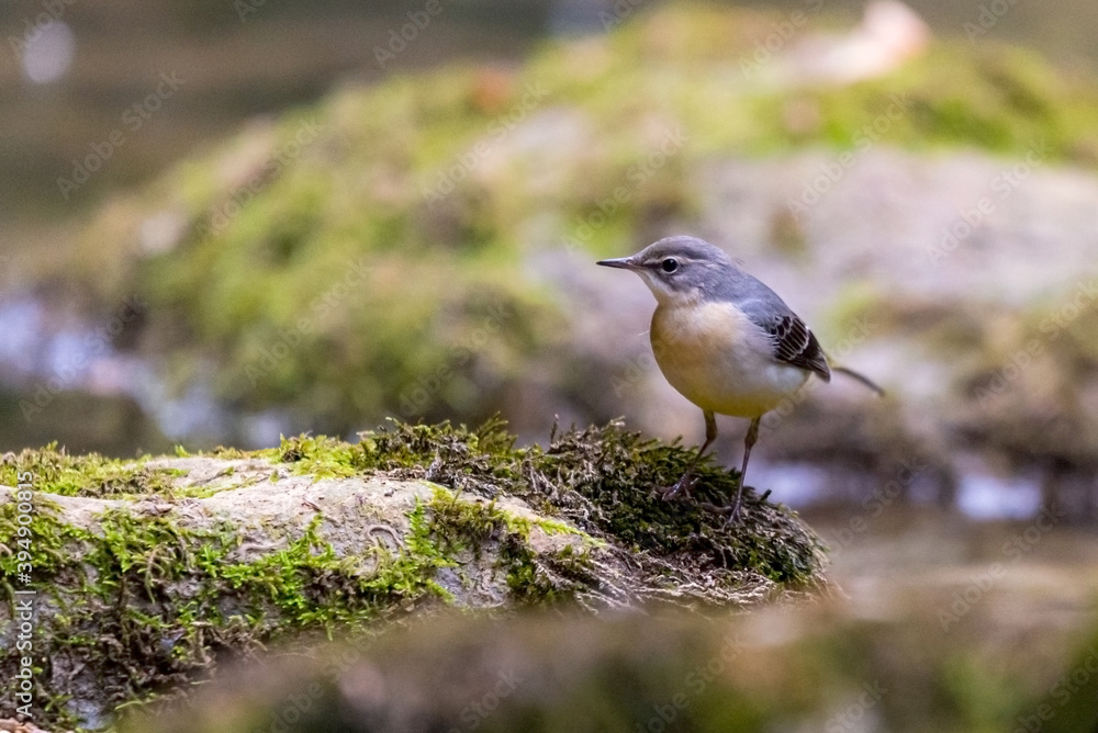 Grey wagtail on a rock, in the middle of a mountain river Grey wagtail on a rock, in the middle of a mountain river