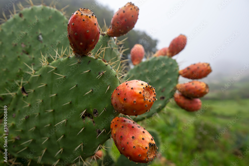 Prickly pear Prickly pear