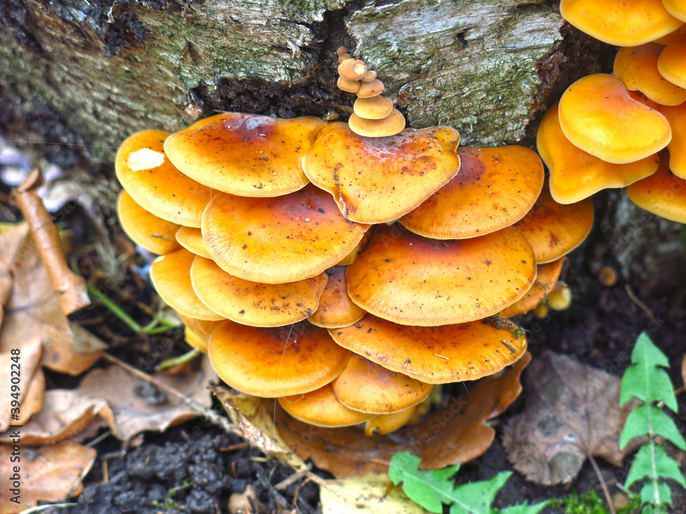 red mushrooms grow on a stump in autumn red mushrooms grow on a stump in autumn