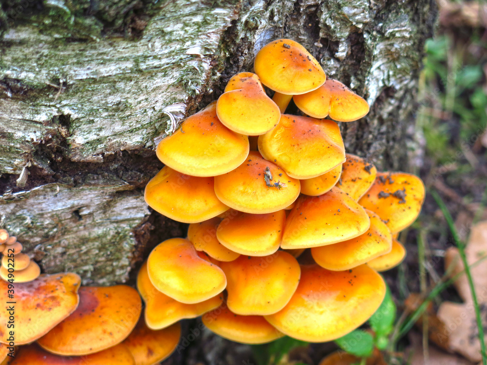 red mushrooms grow on a stump in autumn red mushrooms grow on a stump in autumn