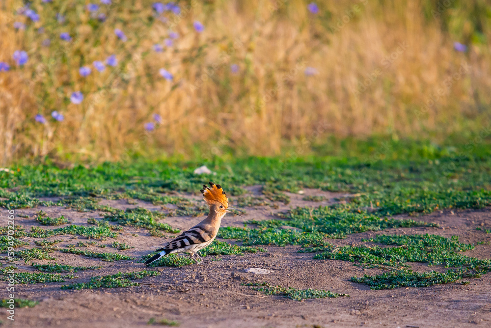 Eurasian Hoopoe or Upupa epops. The pair of birds is sitting on branches Eurasian Hoopoe or Upupa epops. The pair of birds is sitting on branches