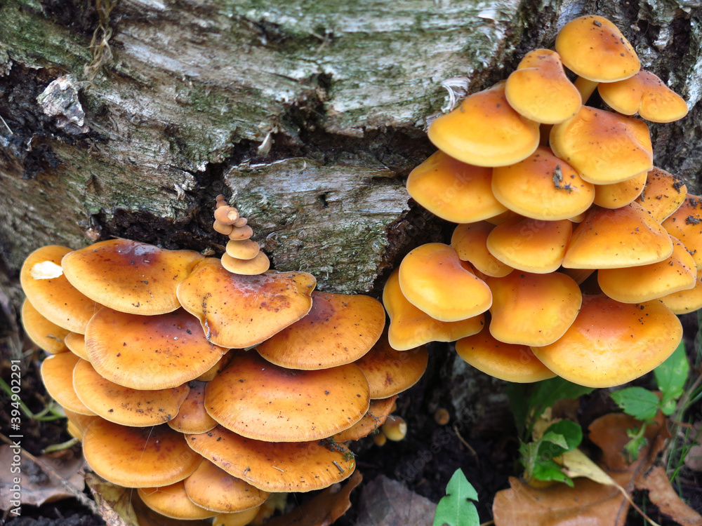 red mushrooms grow on a stump in autumn red mushrooms grow on a stump in autumn