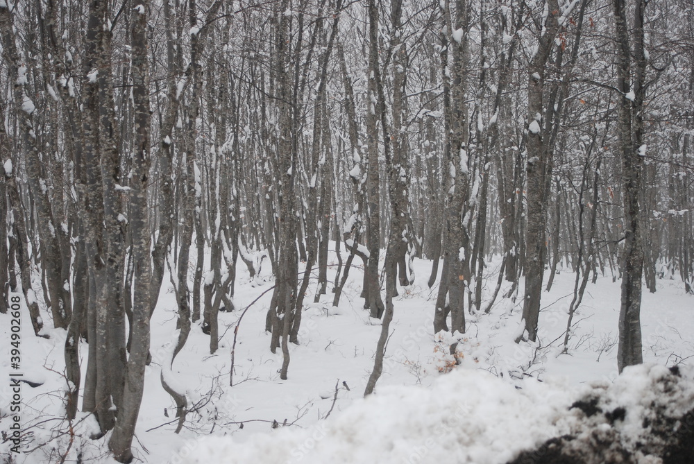 forest, show, forest, show,