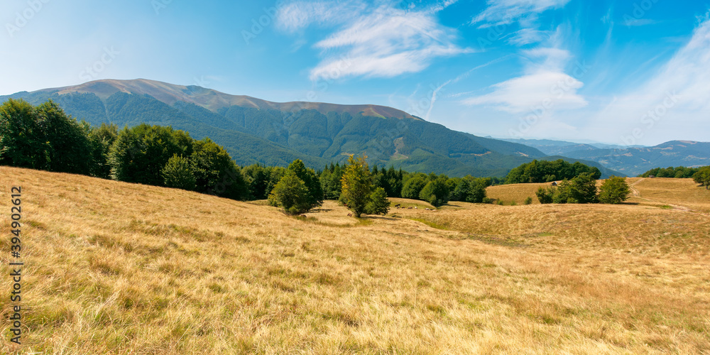 yellow grass on the meadow in mountains. beautiful nature landscape beneath a blue sky with fluffy clouds at high noon. yellow grass on the meadow in mountains. beautiful nature landscape beneath a blue sky with fluffy clouds at high noon.
