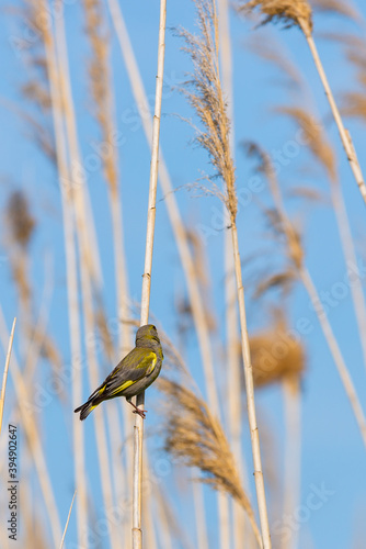 European Greenfinch or Carduelis chloris perched on a branch