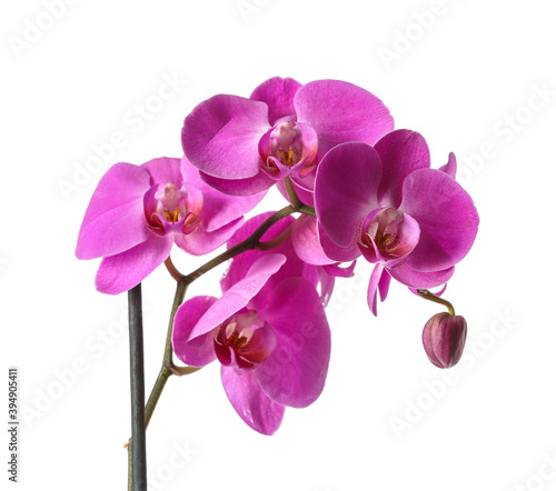Fototapeta Naklejka Na Ścianę i Meble -  Beautiful orchid flowers on white background
