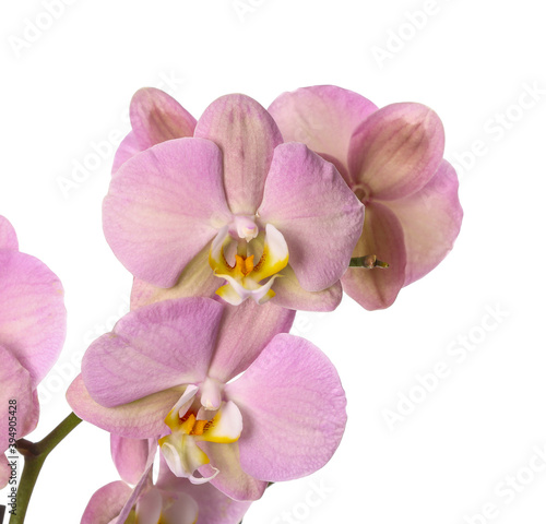 Beautiful orchid flowers on white background