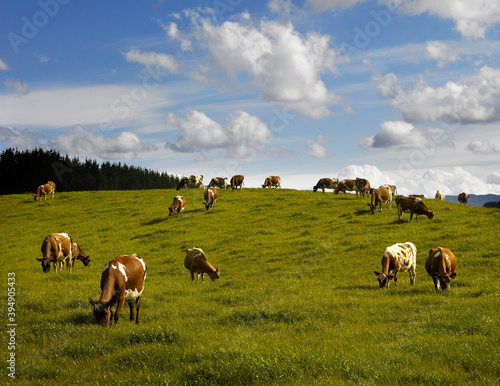 Dairy herd of cows grazing on grassy pasture land