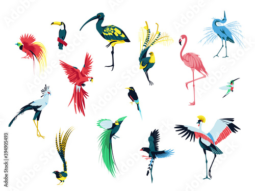 Beautiful exotic tropical birds set. Flamingo, Heron, Toucan,Hummingbird, Parrot. Tropical nature wildlife cartoon vector illustration isolated on white background