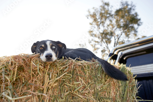 Farm dog laying on bale of hay on tray of truck photo