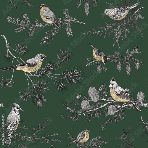 Vintage vector seamless pattern. Winter birds. English Forest. Botanical illustrations. Tit, Robin, Jay, Blue jay, Bullfinch, Bluebird, Red cardinal.