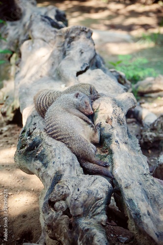 Foto Two baby Banded mongooses (Mungos mungo) sleeping together in a fallen log