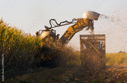 Heavy machinery harvesting mature sugarcane into mobile cage photo