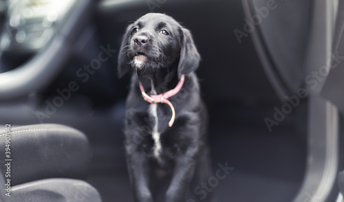 black cute doog in car. photo