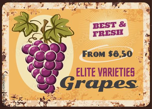 Grapes rusty metal plate, vector vintage rust tin sign with bunch of ripe grape with leaves. Vineyard production advertising retro poster with price tag, wine factory or shop promo, ferruginous label