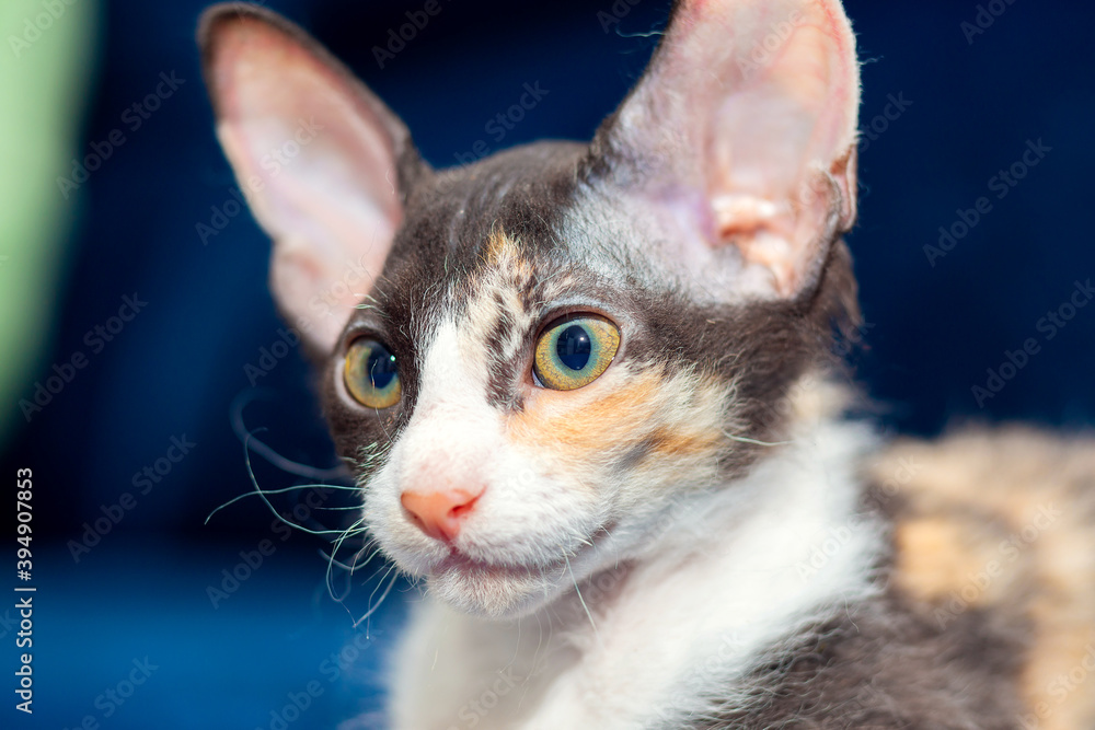 Cute kitten mestizo Sphynx sits on the couch. Tricolor kitten with big ears, brush sphinx. Sphinx with wool Cute kitten mestizo Sphynx sits on the couch. Tricolor kitten with big ears, brush sphinx. Sphinx with wool