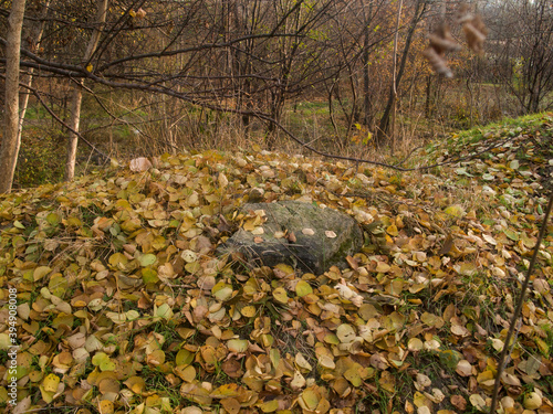 fallen leaves on the ground