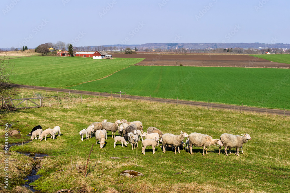 Herd of sheep in a beautiful rural landscape view